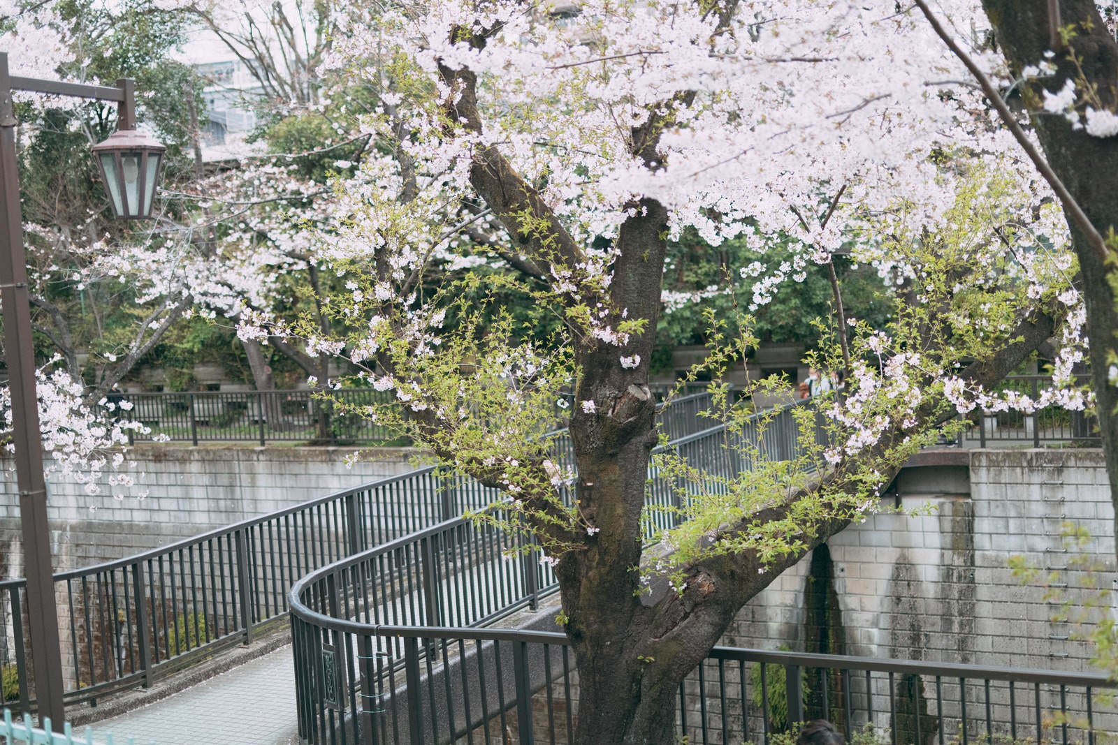 「葉桜と石神井川の橋」の写真