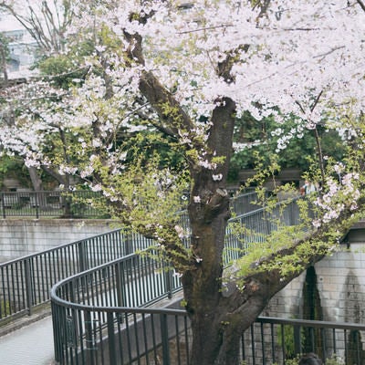 葉桜と石神井川の橋の写真
