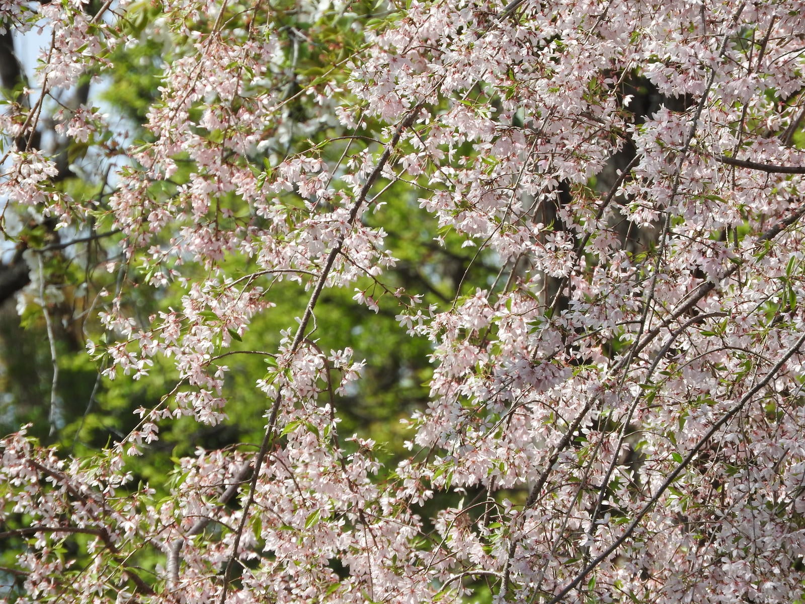 「枝垂れ桜の様子」の写真