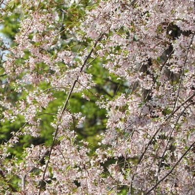 枝垂れ桜の様子の写真