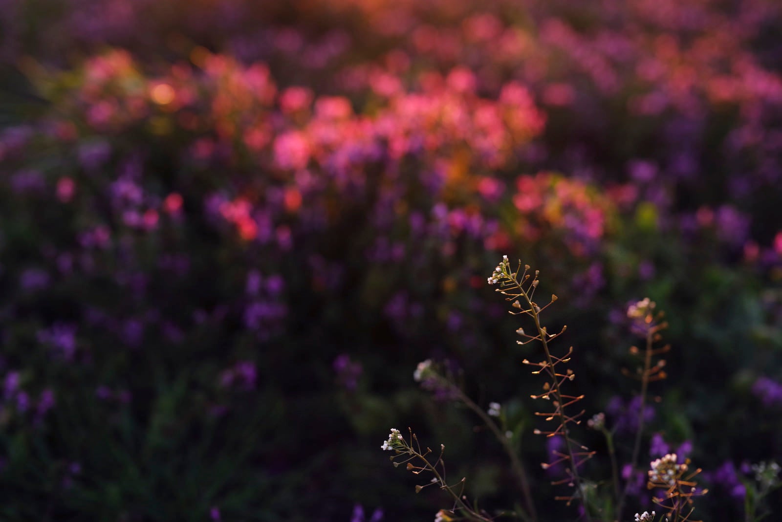 「夕日に染まる野原に浮き上がるペンペン草（ナズナ）」の写真