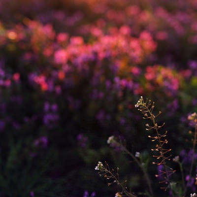 夕日に染まる野原に浮き上がるペンペン草（ナズナ）の写真