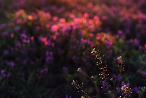 夕日に染まる野原に浮き上がるペンペン草（ナズナ）の写真