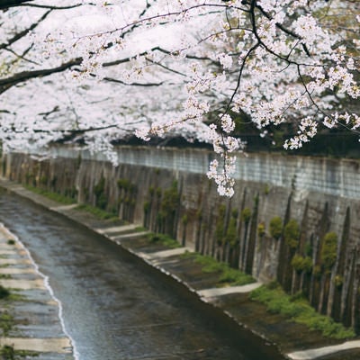 川を覆うように咲き誇る石神井川の桜の写真