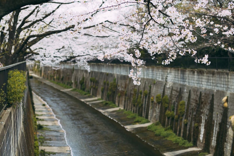 川を覆うように咲き誇る石神井川の桜の写真