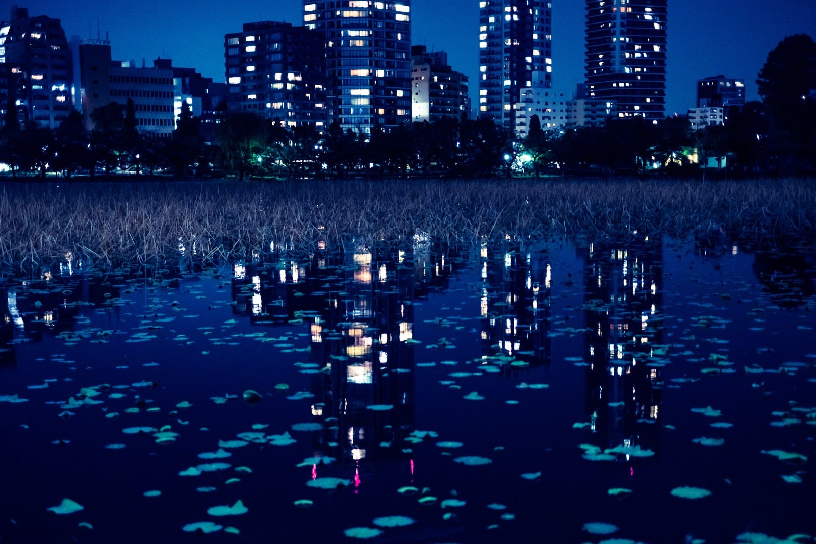「夜の不忍池に写り込んだ高層ビルの明かり」の写真