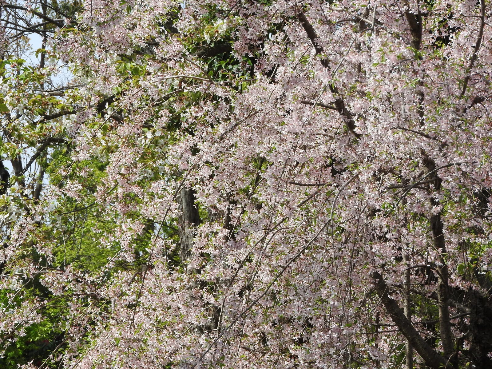 「枝垂れ桜（バラ科）」の写真