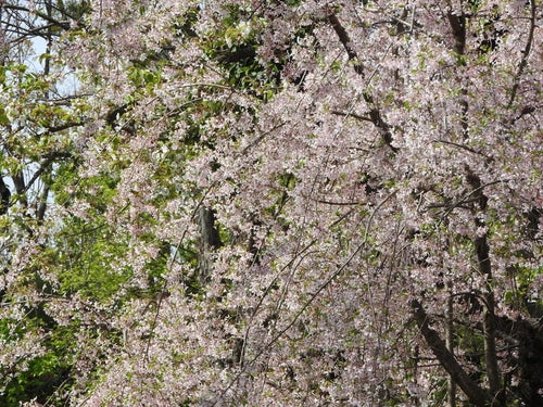 枝垂れ桜（バラ科）の写真