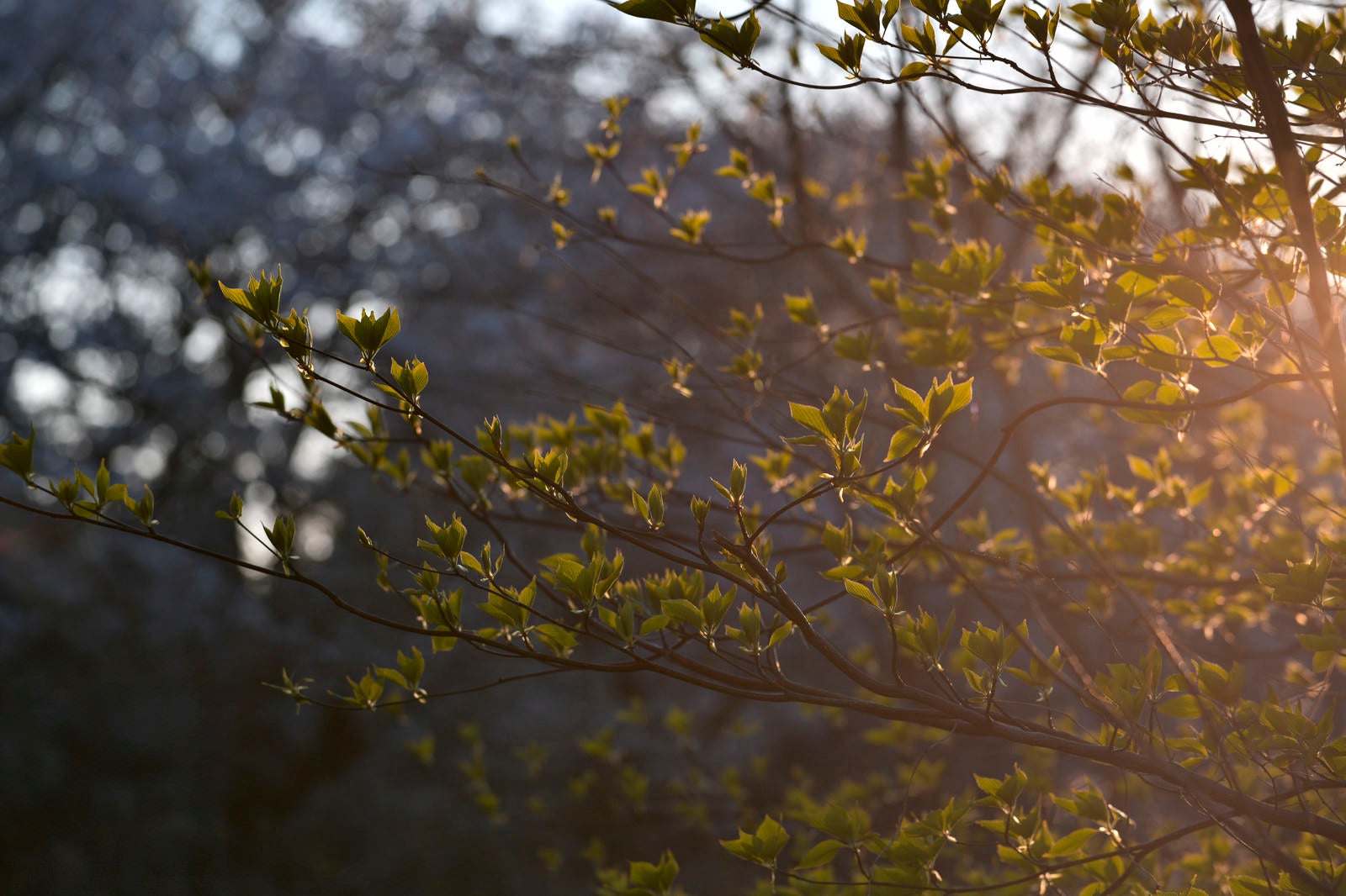 「夕日に浮かび上がる新緑の葉」の写真