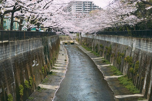 石神井川と桜の景観の写真