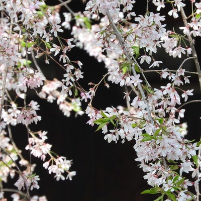 枝垂れ桜（シダレザクラ）の写真