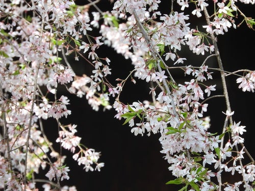 枝垂れ桜（シダレザクラ）の写真