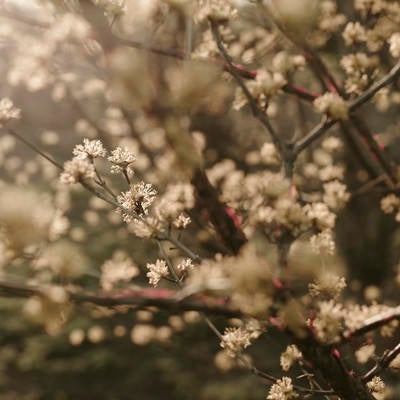 夕日に輝く山茱萸の花の写真