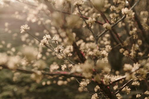 夕日に輝く山茱萸の花の写真