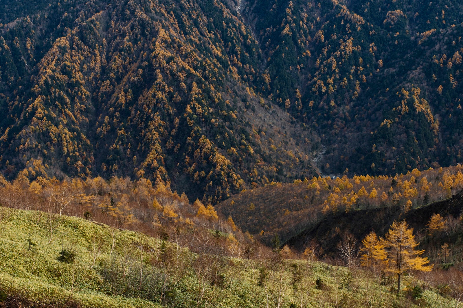 「焼岳と霞沢岳を彩るカラマツの黄葉」の写真
