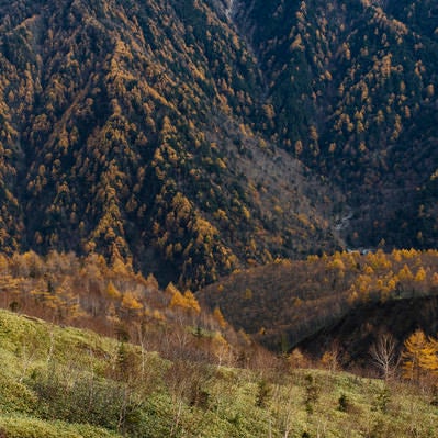 焼岳と霞沢岳を彩るカラマツの黄葉の写真