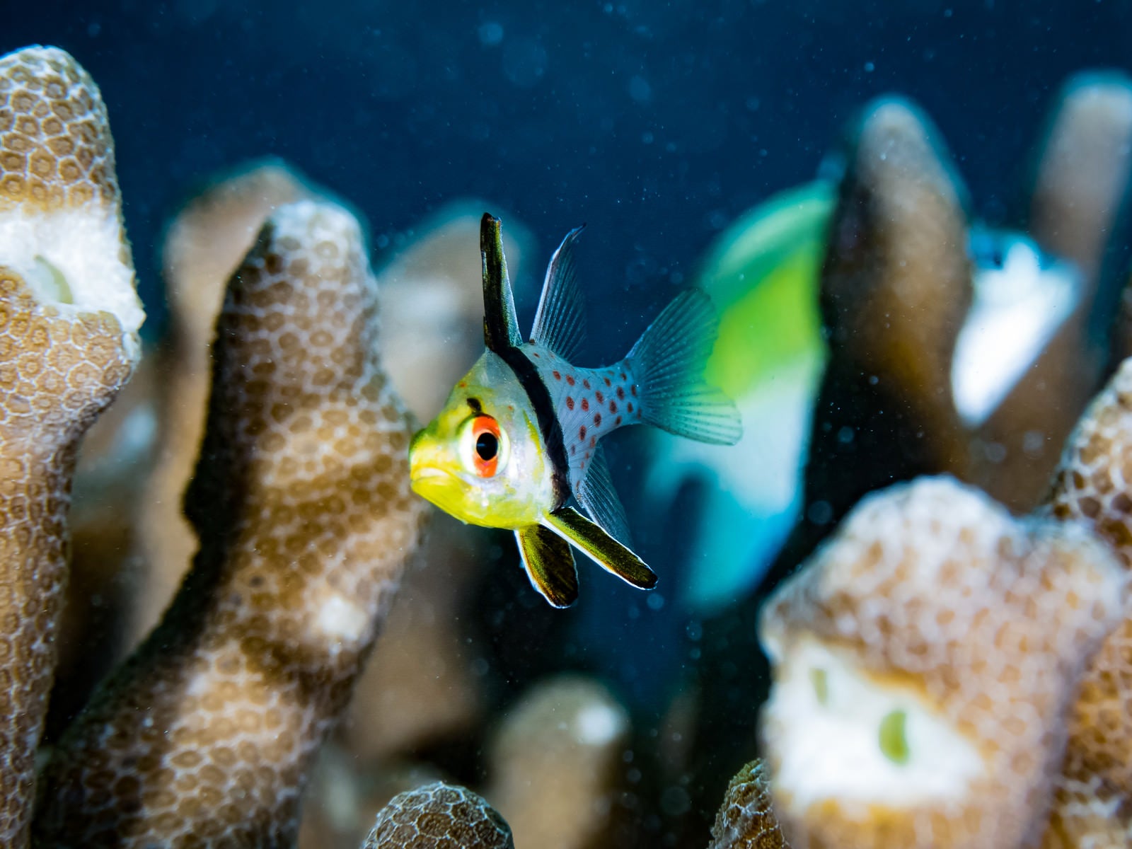 「珊瑚の側を泳ぐマンジュウイシモチ」の写真
