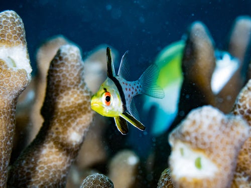 珊瑚の側を泳ぐマンジュウイシモチの写真