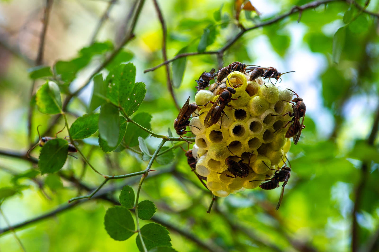 「巣を守るキボシアシナガバチ」の写真
