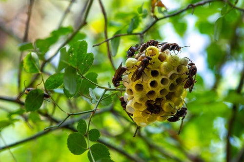 巣を守るキボシアシナガバチの写真