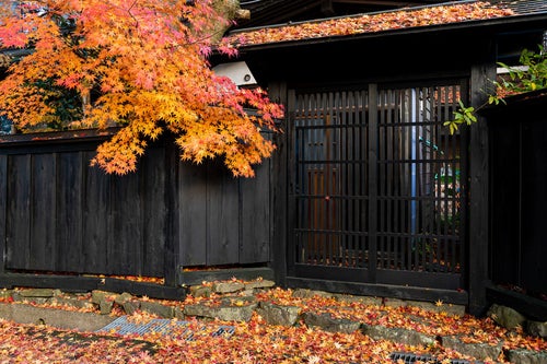 もみじの落葉と和風の門扉の写真