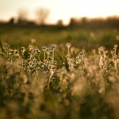 夕日に輝く雑草の写真