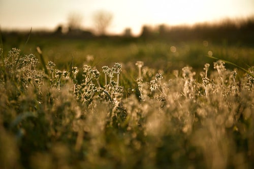 夕日に輝く雑草の写真