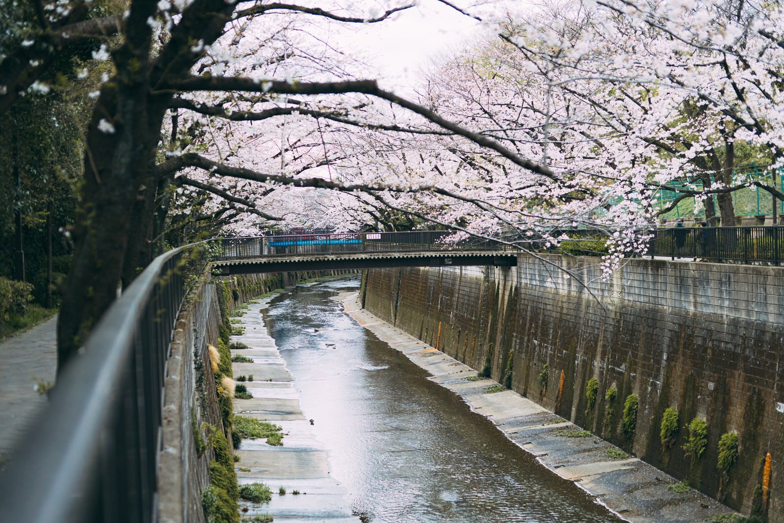 「板橋十景の石神井川の桜」の写真