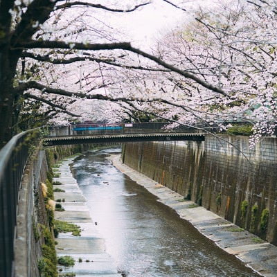 板橋十景の石神井川の桜の写真