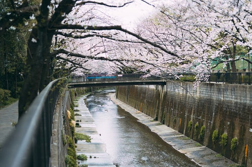 板橋十景の石神井川の桜の写真