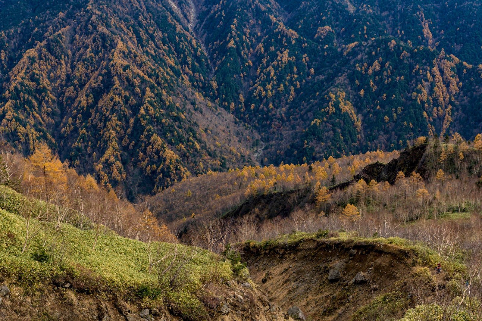 「焼岳中腹のカラマツ紅葉」の写真