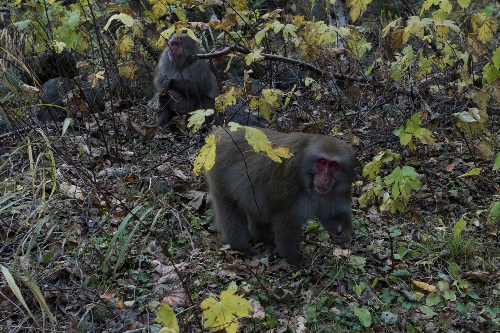 「焼岳中腹にいた猿」の写真