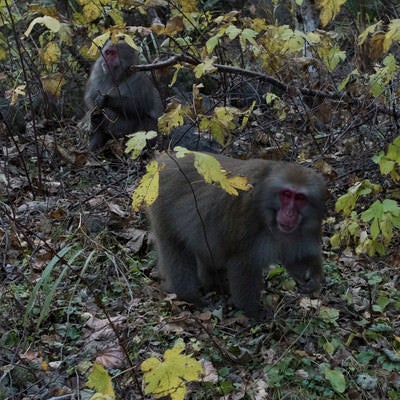 焼岳中腹にいた猿の写真