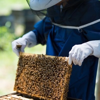 防護ネット帽子をかぶって蜜蜂の巣板を確認するの写真