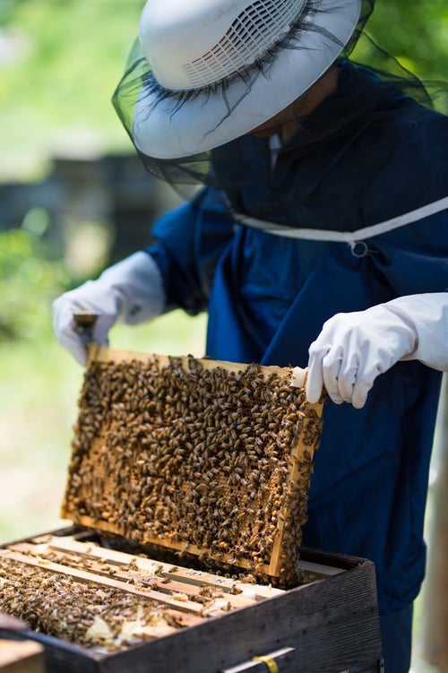 防護ネット帽子をかぶって蜜蜂の巣板を確認するの写真