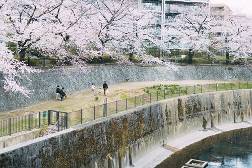 桜が満開の板橋区立加賀橋公園と散歩する家族の写真