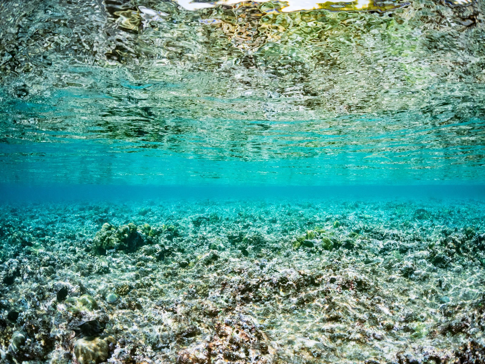 「透明度の高い海中から見る水面」の写真