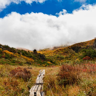 秋の栗駒山へ続く木道の写真