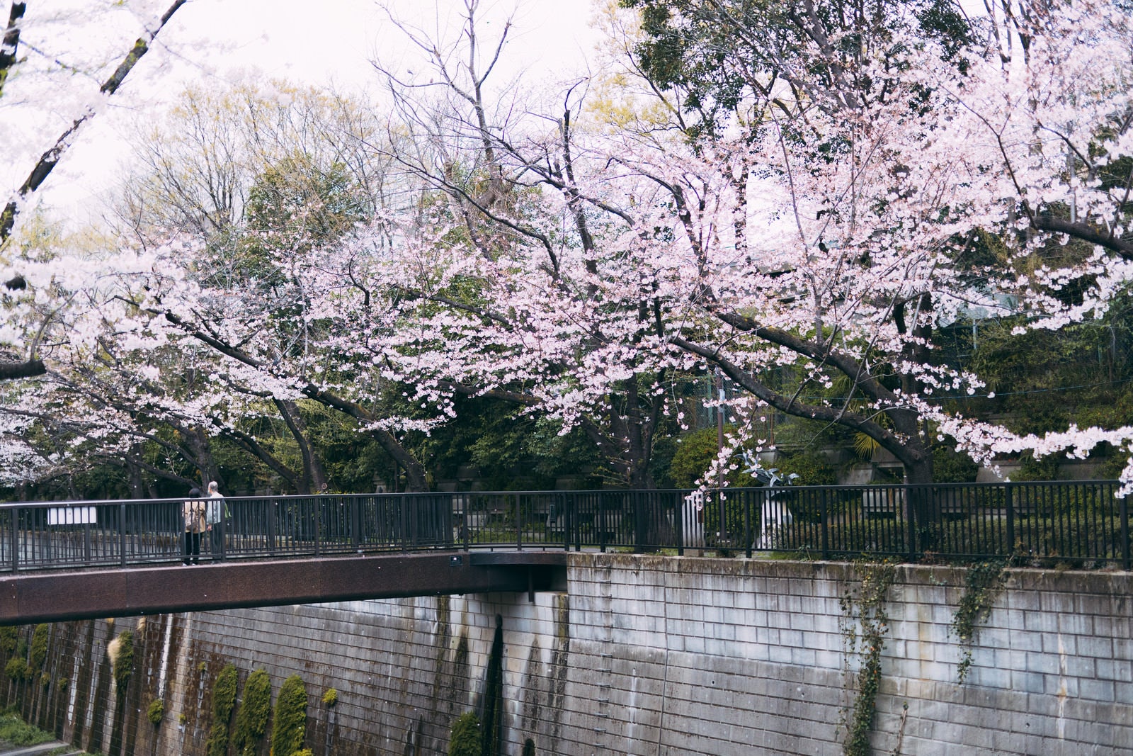 「石神井川の桜を観に来ました」の写真