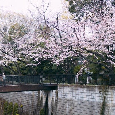 石神井川の桜を観に来ましたの写真