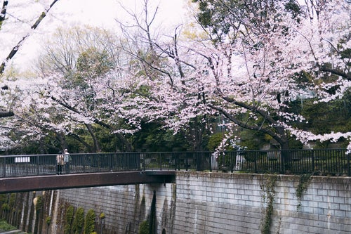 石神井川の桜を観に来ましたの写真