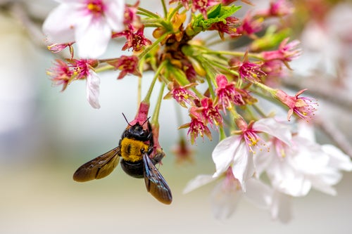 花に顔を突っ込んで蜜を集めるクマバチの写真