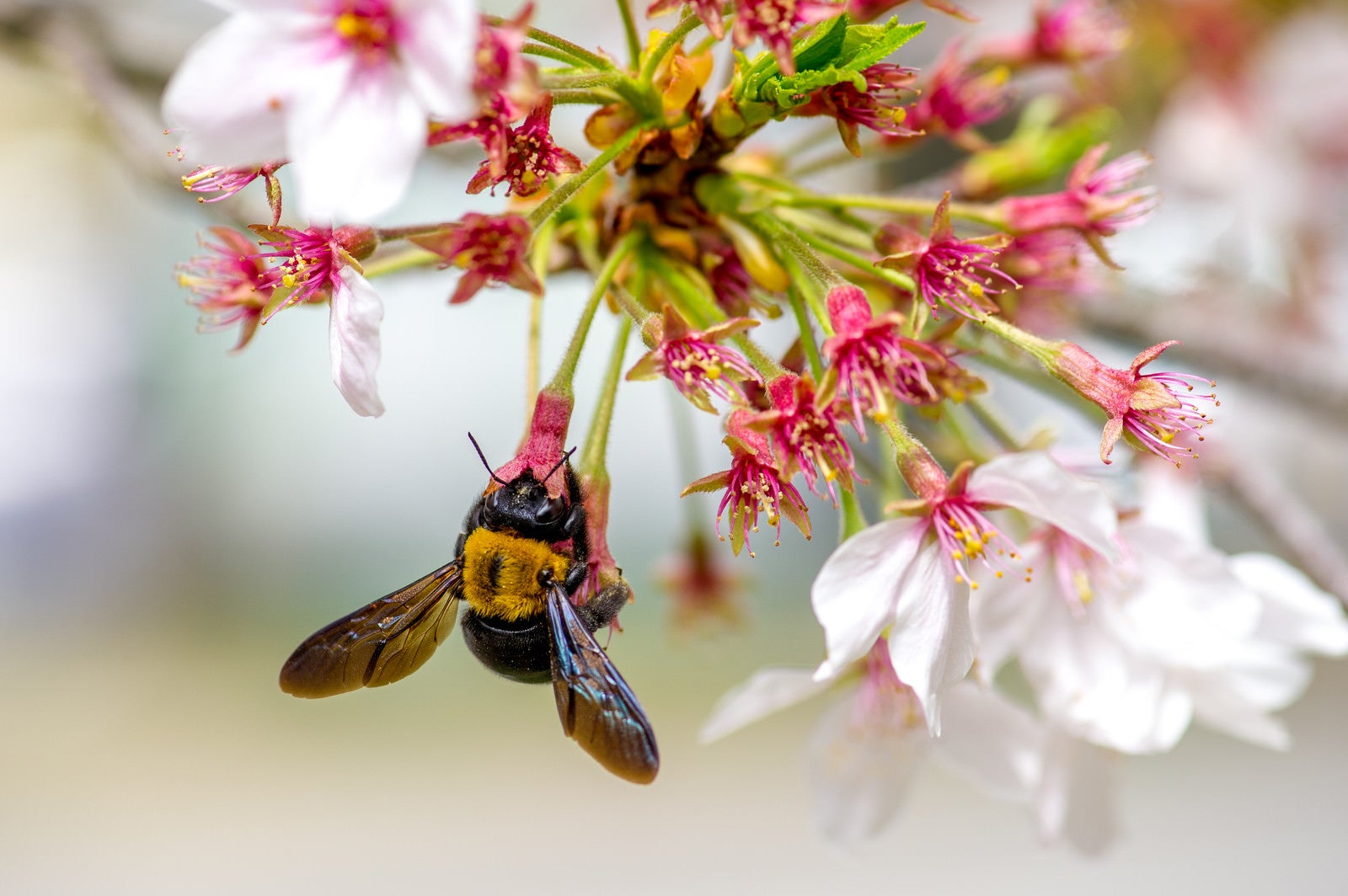 「花に顔を突っ込んで蜜を集めるクマバチ」の写真