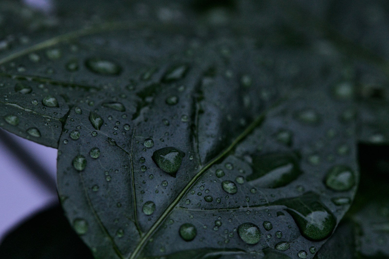 「葉の上に溜まる雨粒」の写真