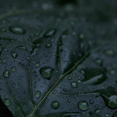 葉の上に溜まる雨粒の写真