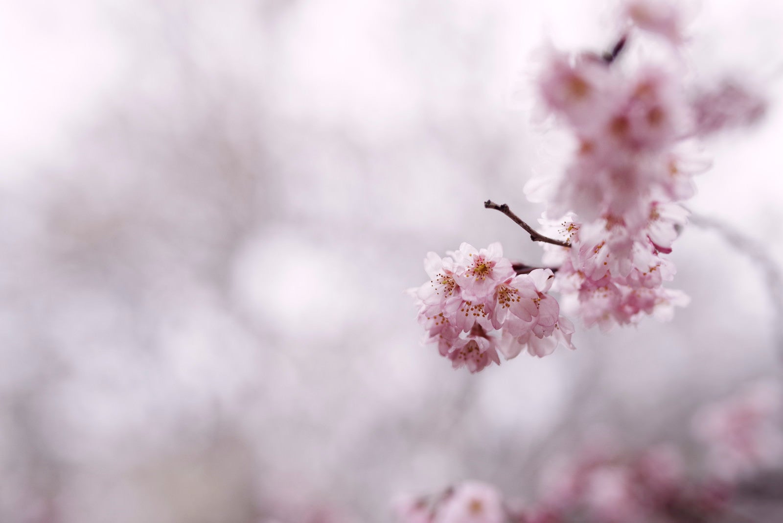 「寒空の下で咲く彼岸桜」の写真