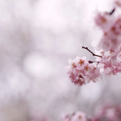 寒空の下で咲く彼岸桜の写真