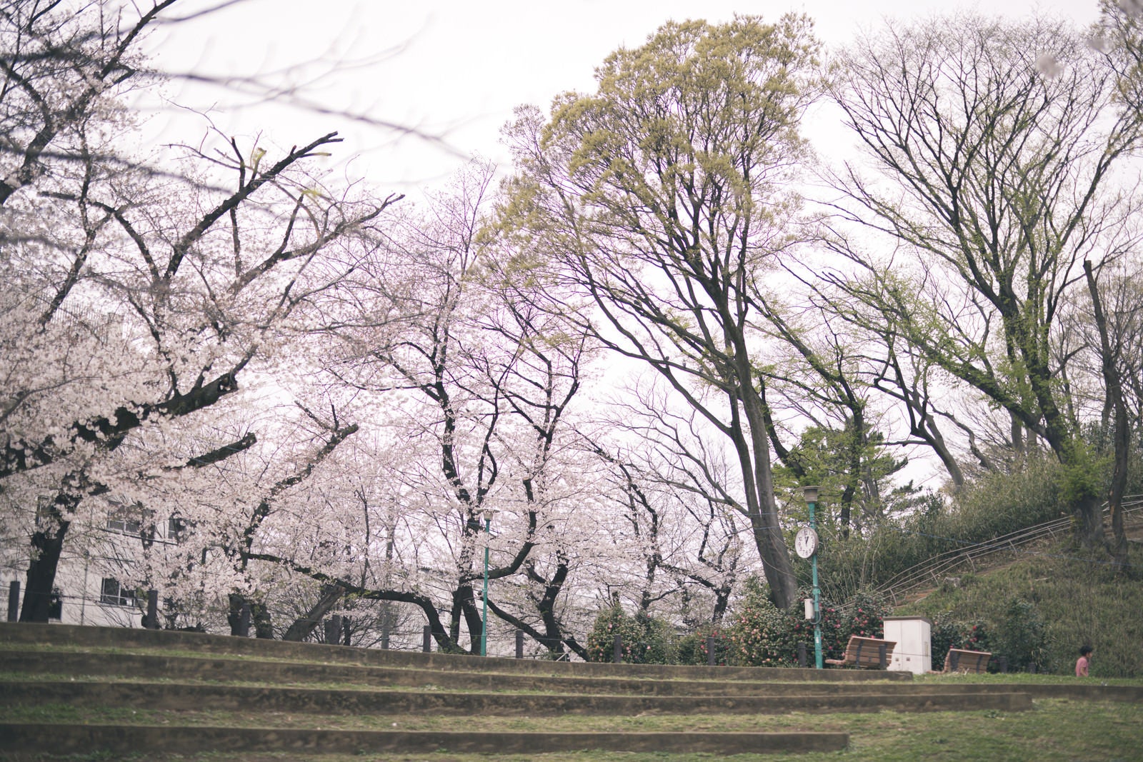 「板橋区立加賀公園（春）」の写真