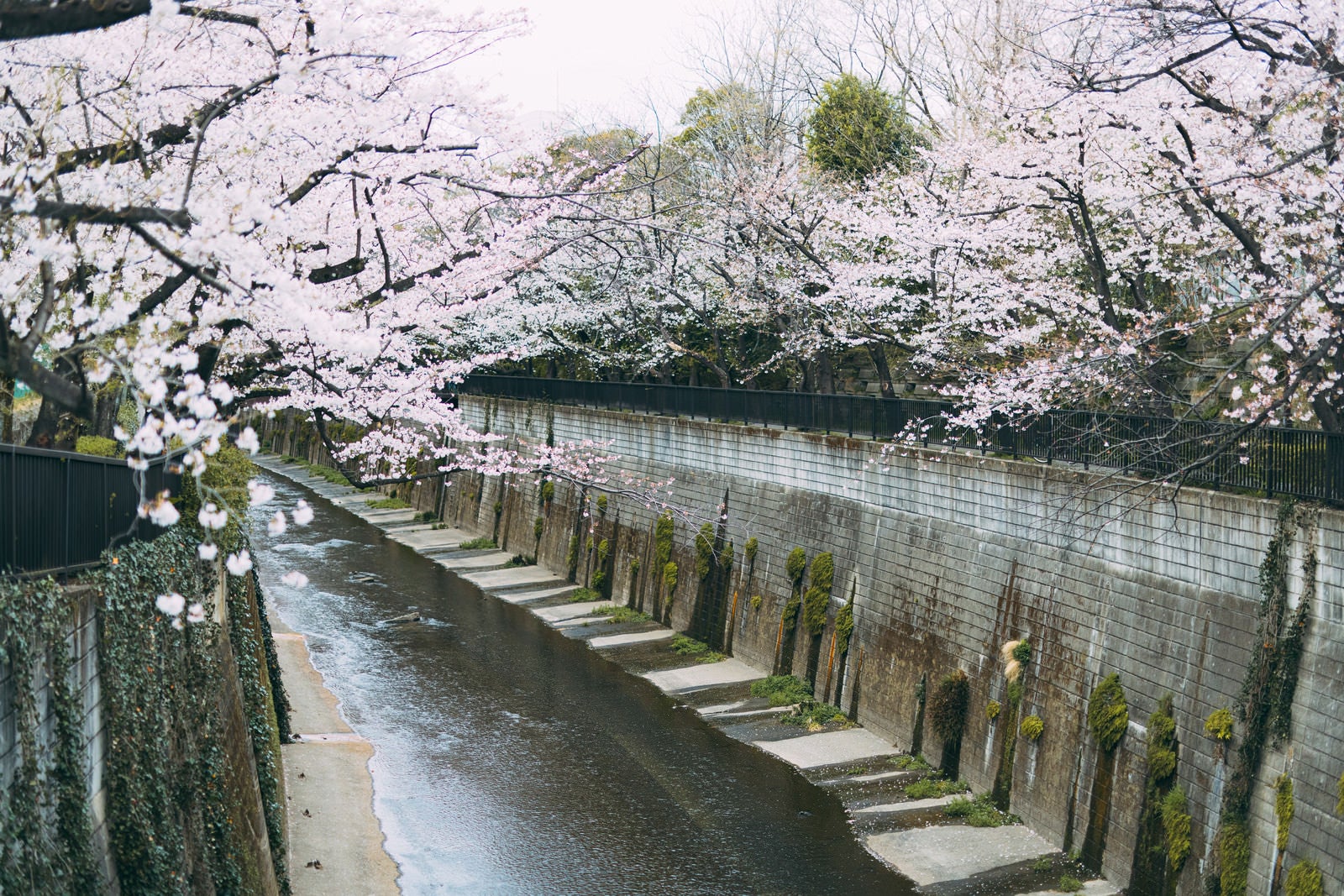 「石神井川（しゃくじいがわ）と桜」の写真