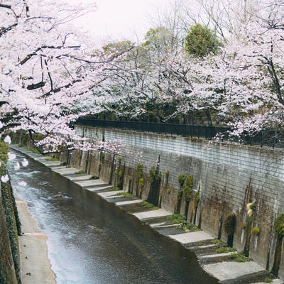 石神井川（しゃくじいがわ）と桜の写真